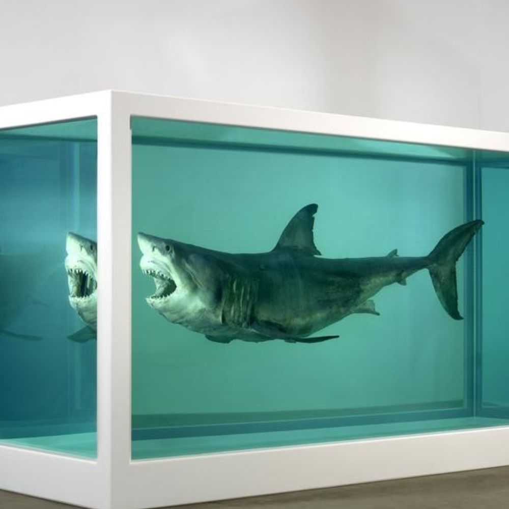 Shark in an aquarium with a white frame on a plain background Damien Hirst The Physical Impossibility of Death in the Mind of Someone Living”