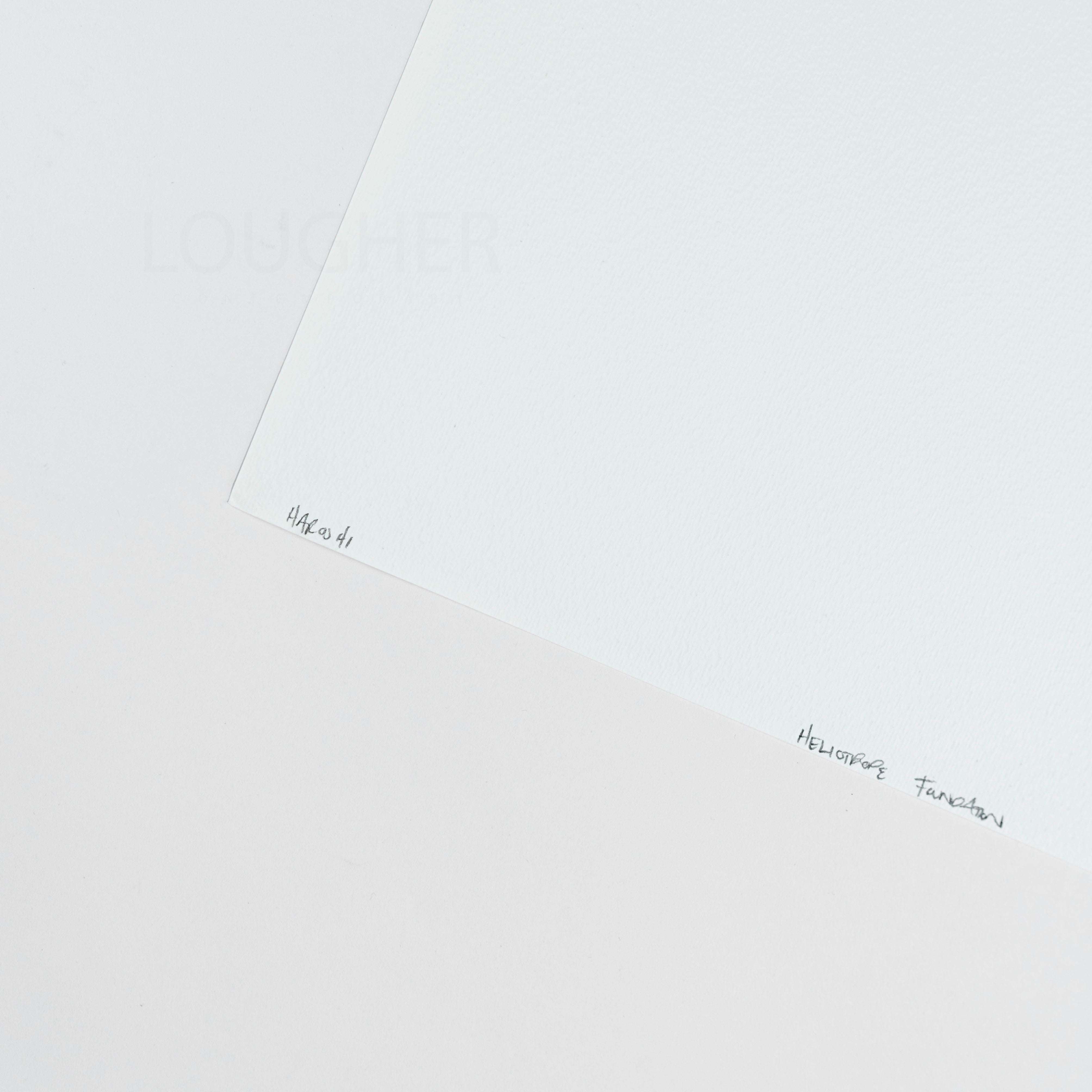 Haroshi, Pushing the Daisies Despite the Odds, 2019 For Sale - Lougher Contemporary