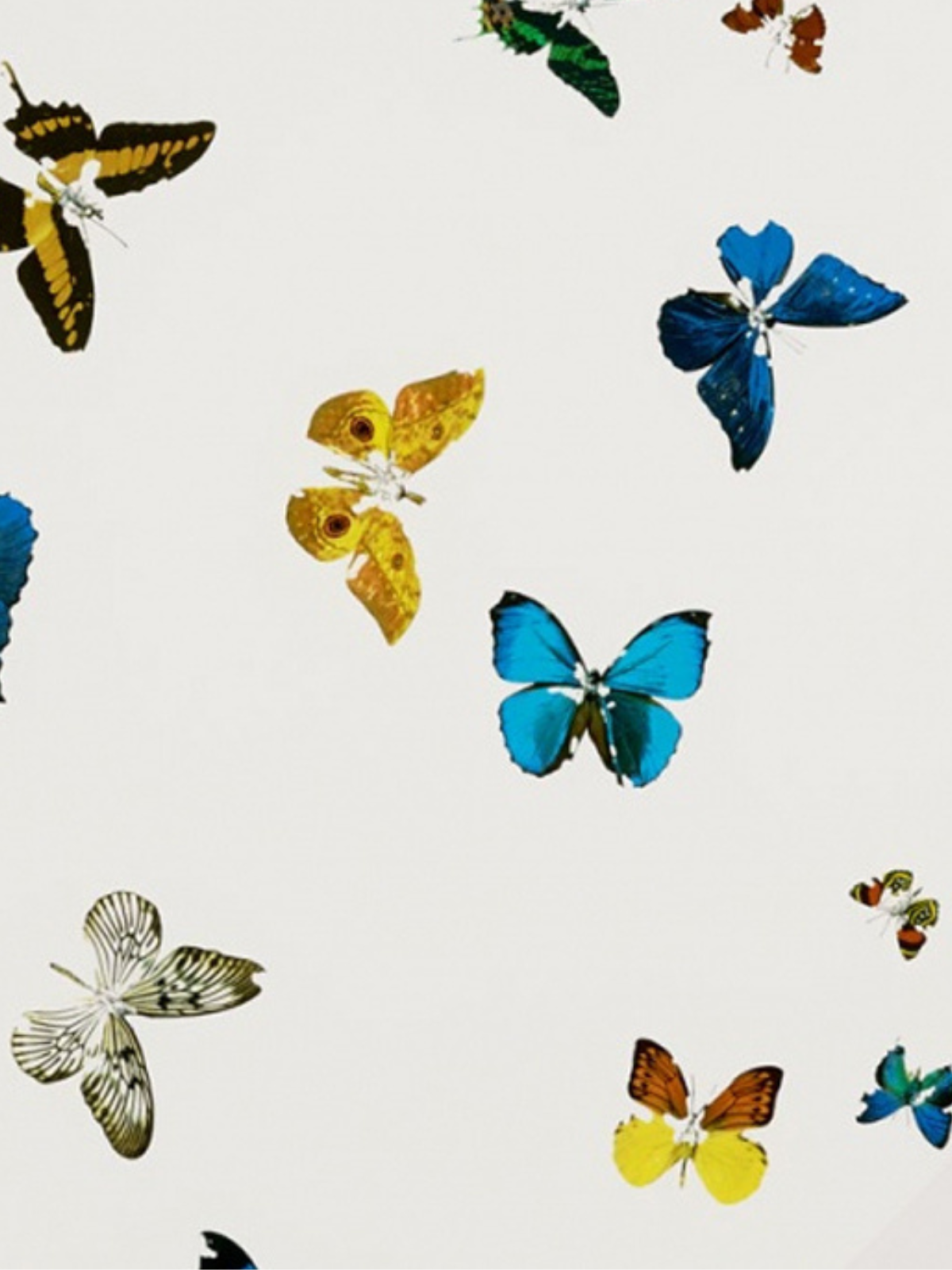 Damien Hirst Butterfly Print
