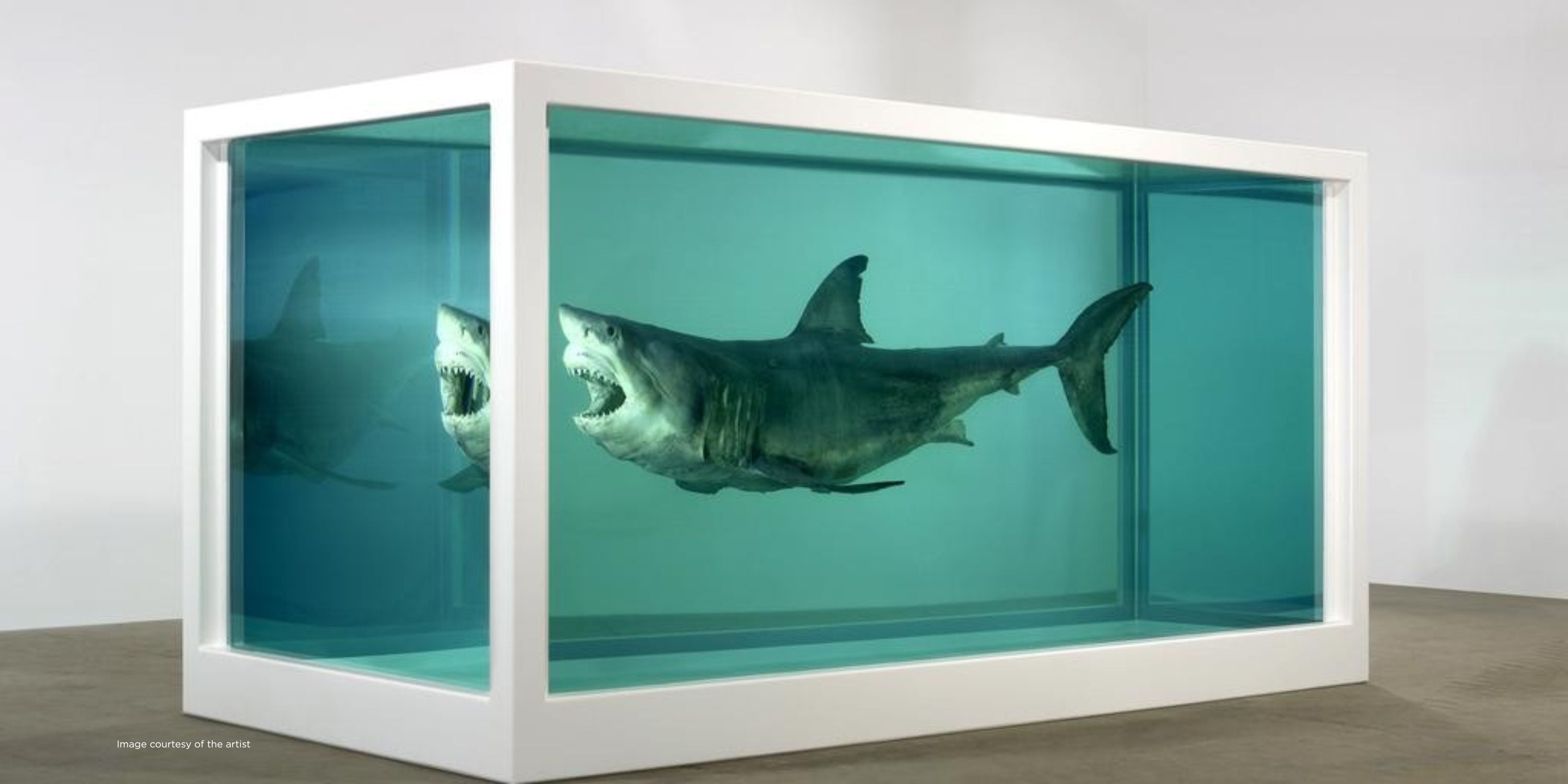 Shark in an aquarium with a white frame on a plain background Damien Hirst The Physical Impossibility of Death in the Mind of Someone Living” 