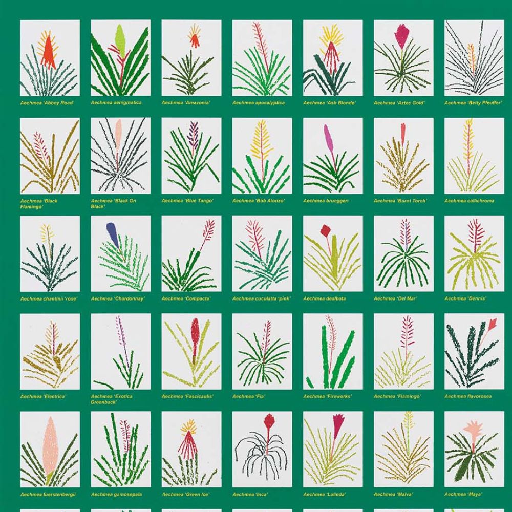 Jonas Wood, Aechmea Bromeliad Poster, 2022 For Sale | Lougher Contemporary
