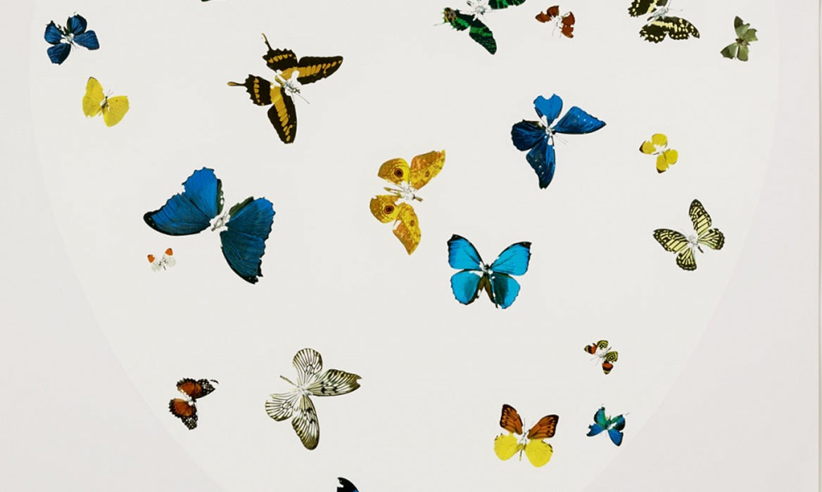 Damien Hirst Butterflies Artwork